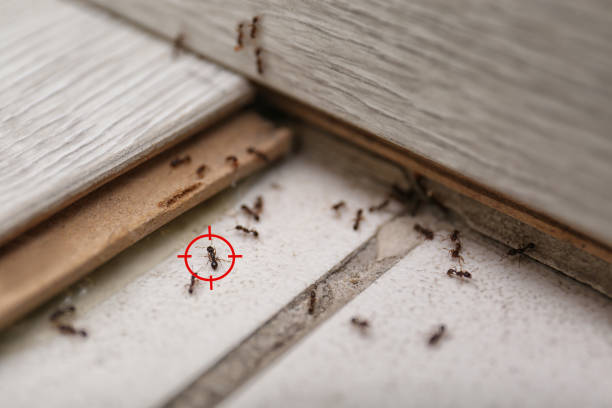 Pest Prevention Services in Lipscom, AL